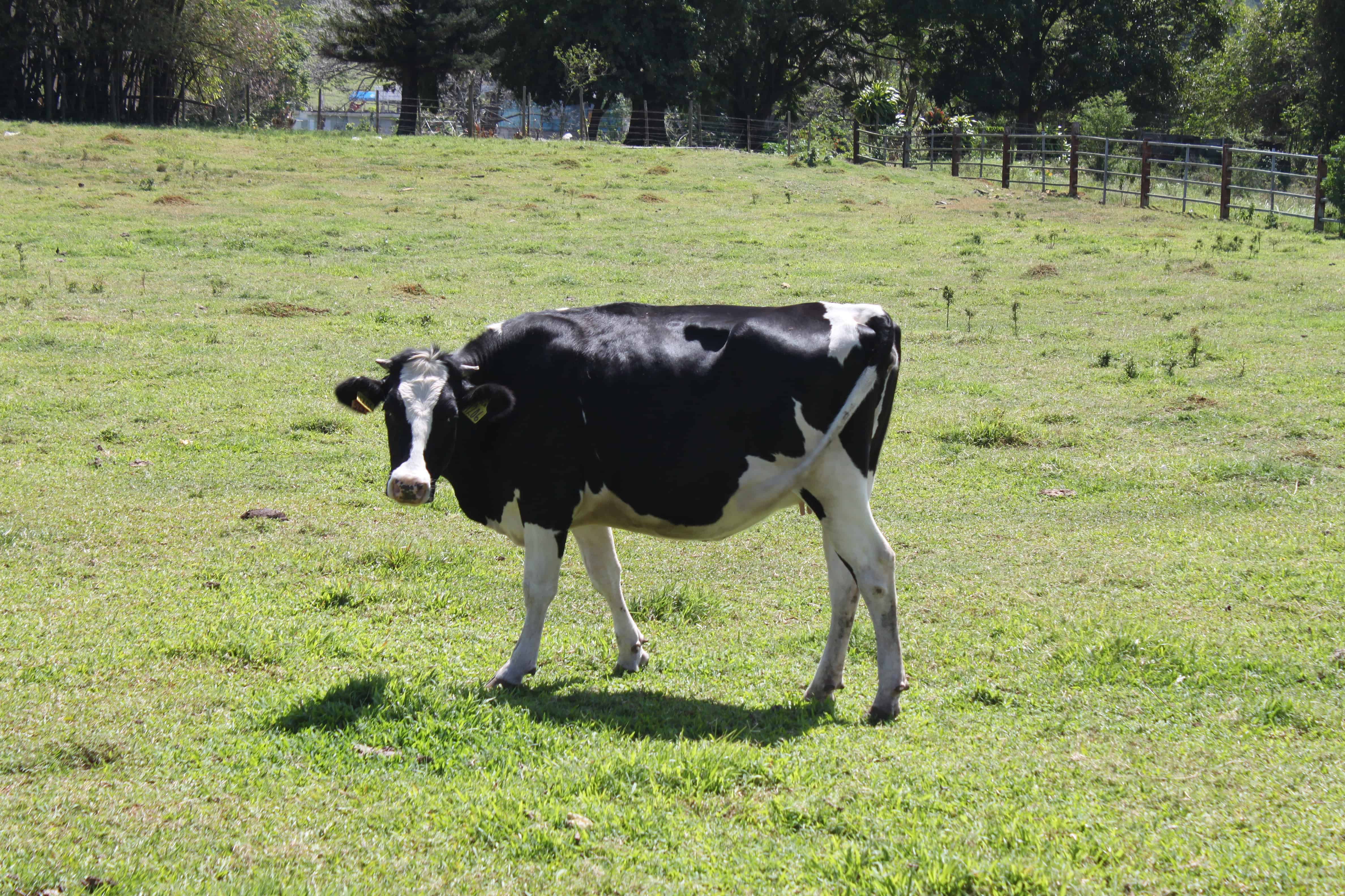 VACA NEGRA