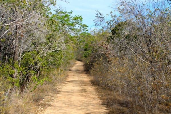 El Bosque Seco de Guánica