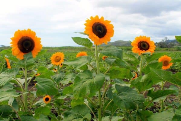 Finca El Girasol en Guánica